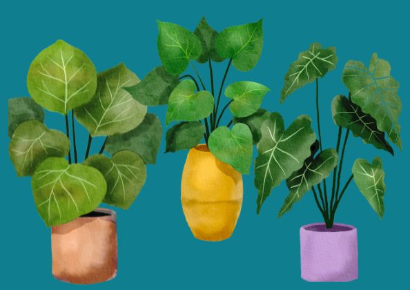 Comment rempoter une plante ? 11 conseils faciles pour rempoter KIPOK